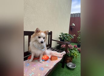 Alf SR – Freundlicher Spitz-Rüde sucht liebevolles Zuhause