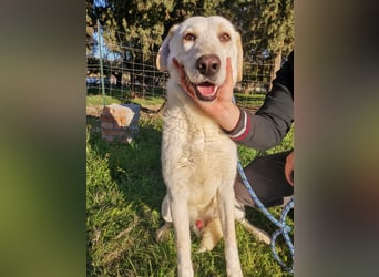 Dado – eine Familienhundehoffnung -