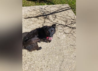 Verspielter ELVIS- sucht Zuhause für immer