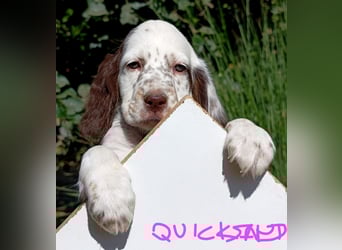 English setter Welpen (3 Rüden, 2 Hündinnen)