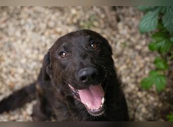 KYLO Labradormix - freundlicher Begleiter mit ruhiger Ausstrahlung und liebevollem Wesen!