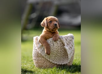 Typvolle Labrador Welpen in Foxred/Dark Foxred aus einer Top Verpaarung