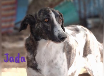 Jada geb. 01/2022 (ESP) - ausgeglichene und aufgeschlossene Schönheit!