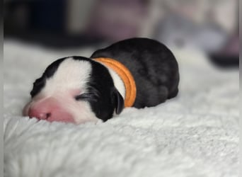 Whippet Welpen suchen liebevolle Familien