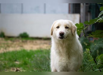 HSH-Hündin sucht Zuhause