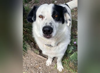 Rocky möchte eine 2.Chance für eine Familie haben