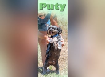 Puty - ein reizender Junge