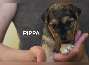 Filou, Pippa, Jenny, Bobby und Flora