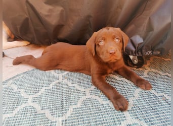 Reinrassige Labradorwelpen