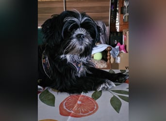 Shih Tzu Mix Welpen vom 18.03.25