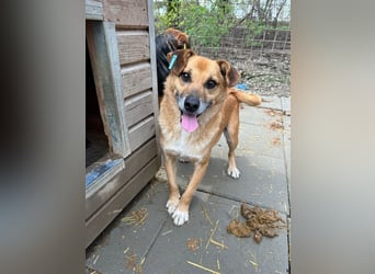 ♥SIMBA♥ super lieber, hübscher, verspielter Rüde mit den Knopfaugen 40 cm