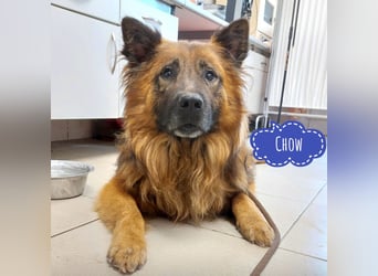 Chow hofft auf ein Zuhause