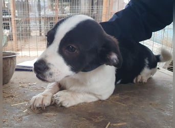 ♥LUKAS♥ zuckersüßer, herzallerliebster Fratz 24 cm (bleibt kleiner)