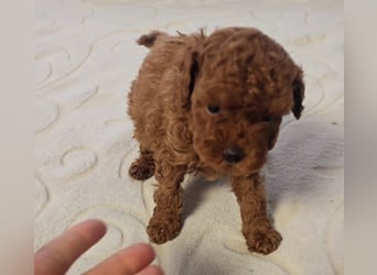 Tiny Asiatische Püppchen Toypudel Welpen