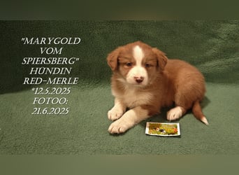 Border Collie-Welpen , black-,choco-,red-white und red-,black-merle