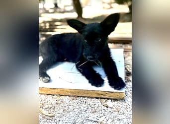 Manuela, ein süßes Hundekind