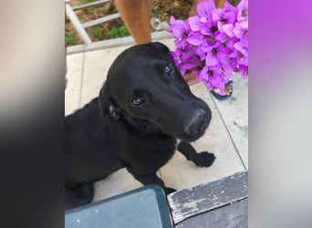 Lola sucht aktive Familie