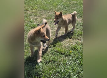 Shiba inu Welpen.   vom Haus Joe   ,Liebhaberzucht