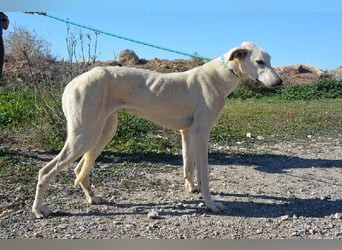 Farolillo, mit seiner Schwester schon zu lange im Tierheim