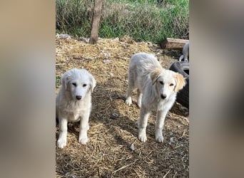 BUBBLES - Hunde-Teenagerin auf Familiensuche!