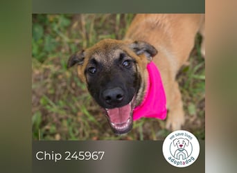 Chip 245967: Hundekind sucht ein Zuhause