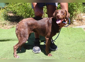Zoe, Labrador-Mix, lieb und sozial