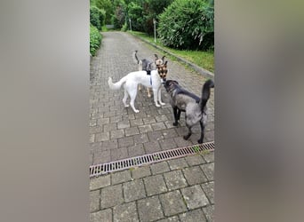 Fröhliche Jessica, toller Mix, 11 Monate, sucht Zuhause
