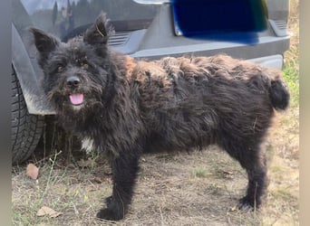 Bueno - freundlicher, verschmuster, ruhiger Schnauzer-Mix Rüde / z.Zt. noch in Rumänien