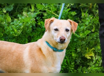 Alva, Mix Dackel / Pinscher, lieb und verträglich