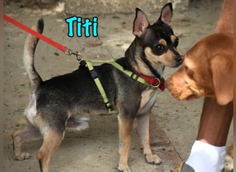 Titi geb. 03/2023 (ESP) - fröhlicher und liebevoller, kleiner Chihuahua-Mix!
