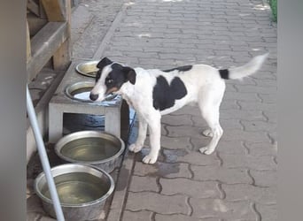 Maxi von kettenlos