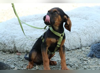 Diggy der kleine Chameur