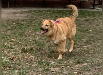 Sally sucht ein liebevolles Zuhause