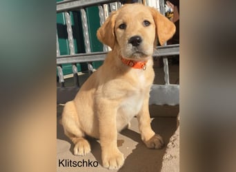 Labradoodle F1 apricot