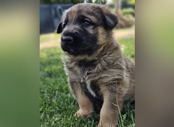 PUKO ❤️ knuffiger Teamplayer