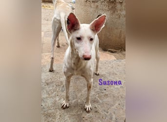 Susona 01/2023 (ESP) - zauberhafte, verschmuste und außergewöhnliche Podenca!