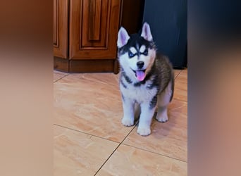 FCI Pedigree Blue Eyed Black & White Siberian Husky Champion Puppy