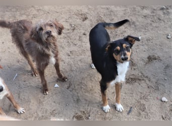 Curly, Mix Podengo / Labradoodle, lieb und sozial