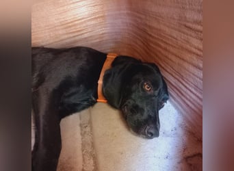 Prugna - RESERVIERT - Black Pearl, jung, neugierig aufgeschlossen