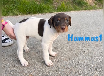 Hummus1 12/2024 (ESP) - zuckersüßer, kleiner Bodeguero-Pinscher-Mix Welpe!
