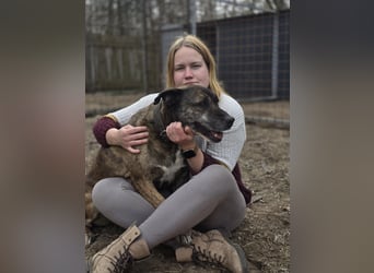 Tigris BE – Ein freundlicher Gentleman sucht sein Zuhause