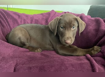 Süße aufgeweckte Mischlingswelpen Labrador-Retriever von Schulhunden