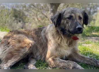 Nandi, geb. ca. 03/2020, lebt in GRIECHENLAND, städt. Tierheim Serres