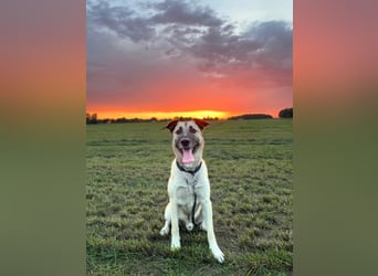 Milo - treu und territorial