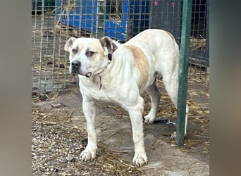 Ace: Sucht ein Zuhause
