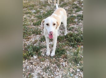 Finley - Ein Rüde sucht Liebe und Hoffnung