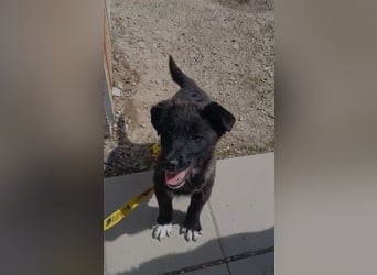 Fröhlicher Welpenjunge Buddy
