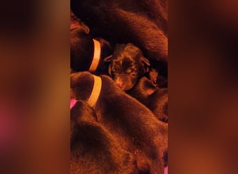 Labrador Schäferhund Mischlings Welpen