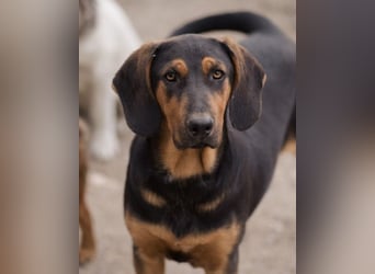 Levi ❤️ Notfell- verspielt+ aufgeschlossen