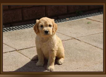 GOLDENDOODLE Traum ! Bezaubernde Welpen aus langjähriger+überprüfter Familienaufzucht.